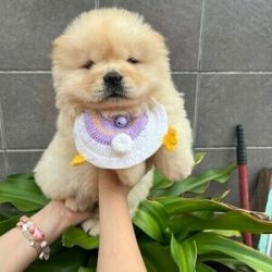 Cachorros Chow Chow disponvel