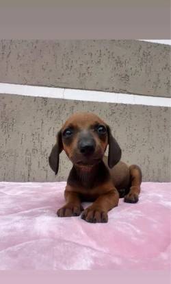 Dachshund Fmea Caramelo ( Standard / Miniatura )