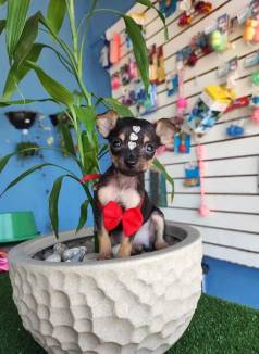 Pinscher Fmea