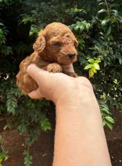 Poodle Micro Toy Red Machinho