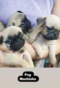 Trs Filhotes De Pug Macho - Animais Classudos Titulantes
