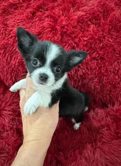 Chihuahua Filhote