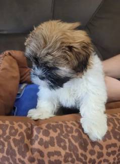 Filhotes Shihtzu