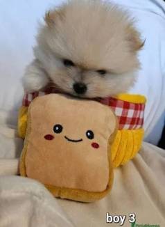 Filhote De Lulu Da Pomernia/ Spitz Alemo