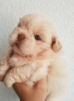 Macho Perfeito Olhos Azuis