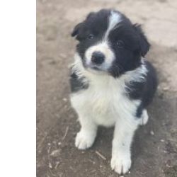 Maravilhosos Border Collie muito meigos