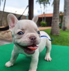 Filhotes De Bulldog Platinum Olhos Azuis