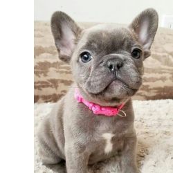 Bull Dogue Francs