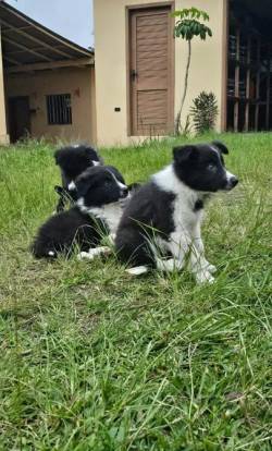 Filhotes Border Collie