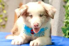 Border Collie Parcelamos