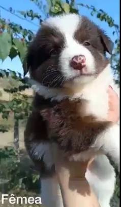 Husky Siberiano Com Assistencia Pos Venda