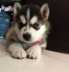 Quer Companhia Fiel E Amor Incondicional? Filhotes De Husky Prontos Um Lar!