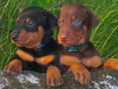 Excelentes Exemplares Da Raa Doberman