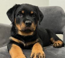 Cachorros Rottweiler