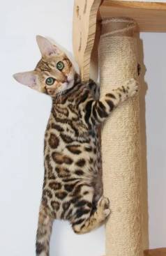 Gato Bengal- Entrega Em 2 Dias