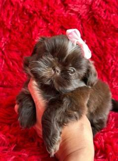 Shih Tzu Os Menores Da Raa
