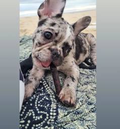 Filhote De Buldogue Francs Macho
