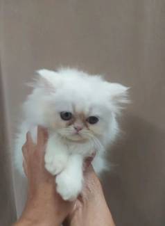 26. Filhotes Gato Persa Prontos O Lar