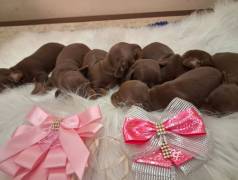 Dachshund   Salsichinha   Basset