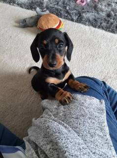 Co Basset, Dachshund/teckel/ Salsicha/cofap