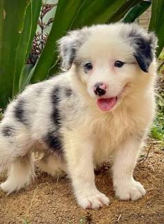 Filhote Border Collie Lindo E Dcil