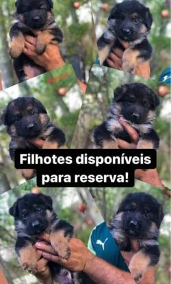 Filhotes De Pastor Alemo   Pastor Alemo Com Pedigree   Filhotes A Pronta Entrega