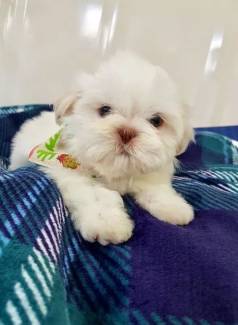 Filhote Shih Tzu - Branco Com Nariz Extico