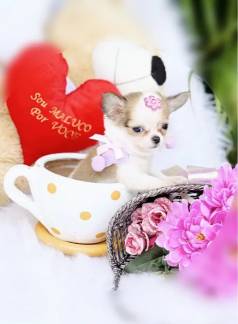 Chihuahua Fmeas Teacup Pelo Longo Pedigree