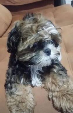 Shih Tzu Filhote