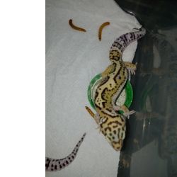 Geckos leopardo