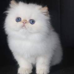Gatinho Persa Himalaio - Olhos Azuis