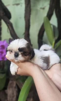 Filhotes De Shih Tzu Disponveis Venda - Leia Descrio