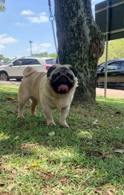 Pug Procura Namorada