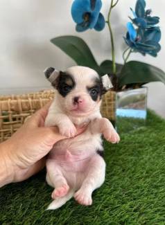 Chihuahua Filhote Plo Longo Tricolor Disponvel Reserva