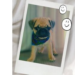 Lindo filhote de Pug macho pais com pedigree Vacina importada e vermifugado