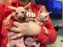 Macho e fmea gatinhos Sphynx