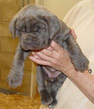 Cachorros Mastim Napolitano disponivel