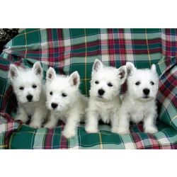 West Terrier