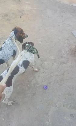 Vendo Americano Macho