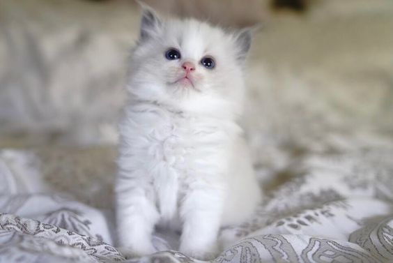 Ragdoll