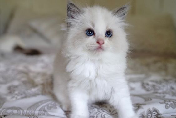 Ragdoll