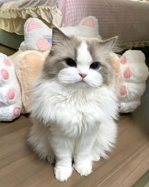 Ragdoll