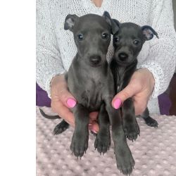 Machos e fmeas cachorros Galgo Italiano disponveis