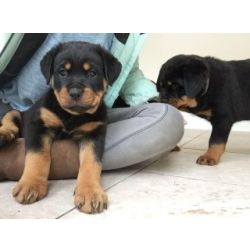 Lindos cachorrinhos Rottweiler