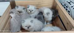 Lindos Filhotes De Gato Persa