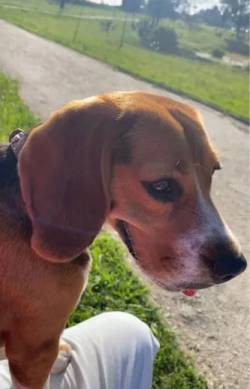 Vende-se Beagle!