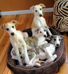 Lindo Filhote De Whippet Disponvel Venda!