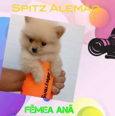 Spitz Alemo An Fmea