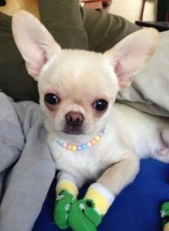 Pequenos, Fofos E Prontos Dar Muito Amor! Filhotes De Chihuahua  Venda!