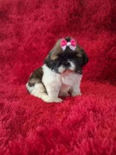 Shih Tzu Fmea - Filhotes Lindos Com Poliglotas Em Amor